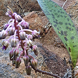 Ledebouria papillata